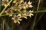 Southern milkweed